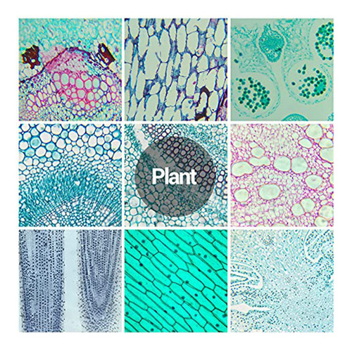 Portaobjetos De Microscopio Con Muestras De Niños, Microscop