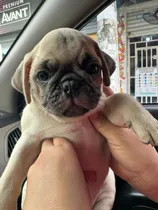 Comprar Hermosos Pug 