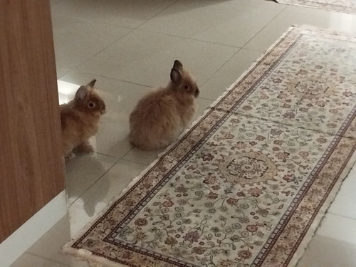 Hospedagem Para Todos Os Animais