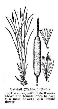 50 Semillas De Typha Latifolia - Junco O Bayon Codigo 593