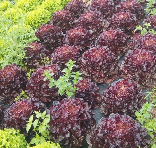 Imagen 3 de 3 de Semillas Lechuga Morada X Sobre A Toda Huerta