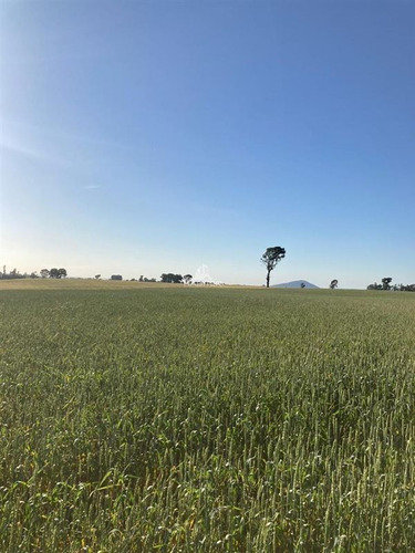 Campo Agrícola De 54 Hectareas En Venta En Victoria