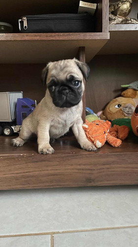 Se Vende Hembra Pug