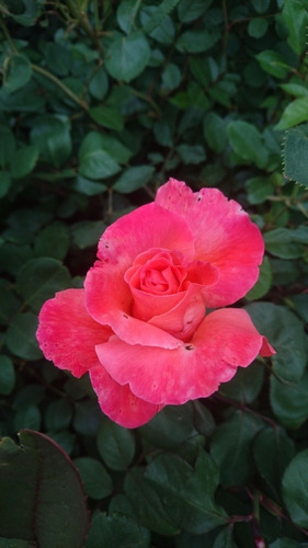 Rosa, Rosales, Regalo San Valentin, Dia De Los Enamorados