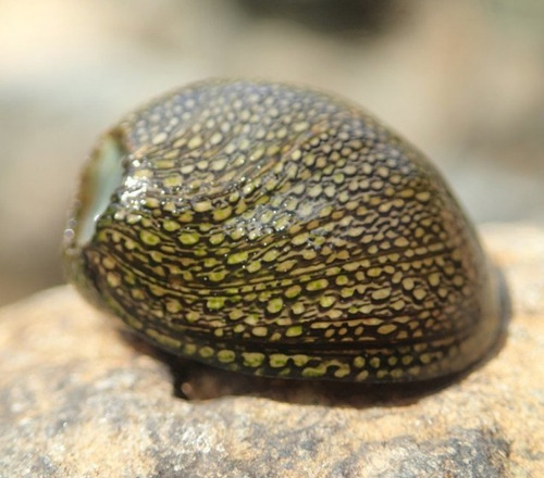 Come Algas, Caracoles Neritina