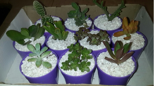10 Unidades Souvenir Suculentas Cactus Regalos Empresariales