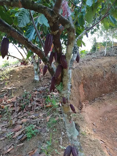 Vendo Finca En Yolombo Antioquia
