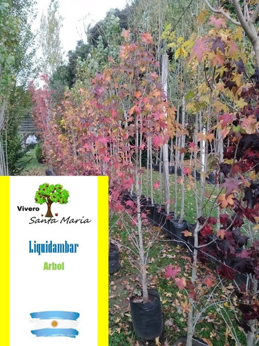 Árbol De Liquidambar - Cons/envios
