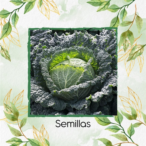 2.500 Semillas Orgánicas De Brassica Oleracea Vr Capitata