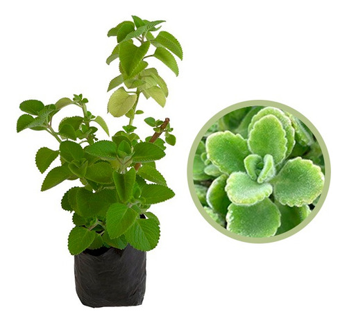 Te De Oregano Poleo Para Que Sirve