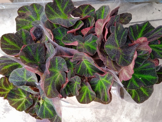 Begonias | MercadoLivre ?