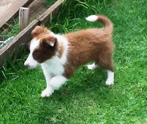 Comprar Precioso Macho Chocolate Border Collie Con Pedigree Internac