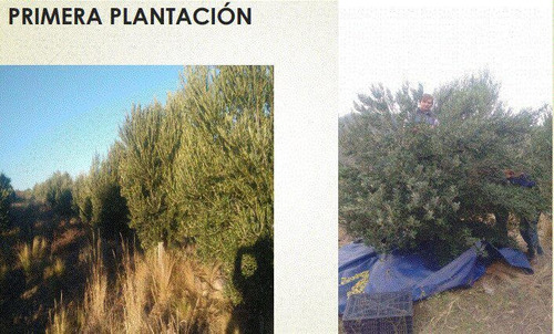 Imagen 7 de 10 de Fracción En Venta, Ideal Para Desarrollo De Olivares Y De Vid, San Luis