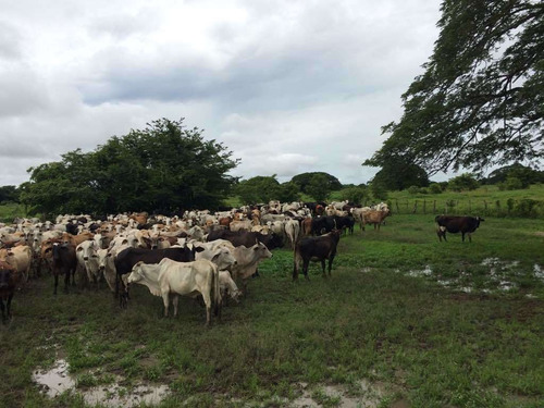 Imagen 9 de 21 de Finca Cerca De Rio Tiznado A 50 Km De Calabozo