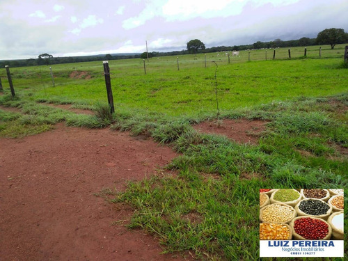 Imagem 12 de 15 de Fazenda À Venda No Vale Do Araguaia - To - 366 Alqueirões (dupla Aptidão) - 1710