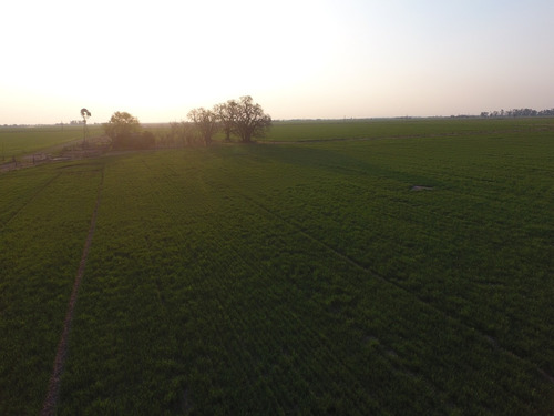 Venta Campo Pilar Santa, Fe. 33 Hectáreas Agrícolas.