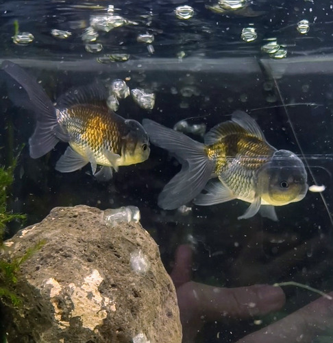 Goldfish Oranda Blue Platino! Hermoso - Peces Agua Fria