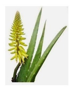 Aloevera Barbadensis