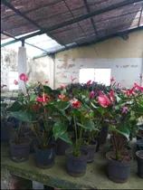 Comprar Venta De Plantas Ornamentales Para Jardín 