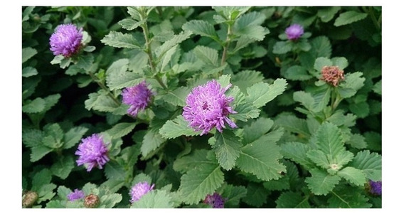 30 Sementes De Flor Perpetua Roxa Do Mato Perfumada E Rara | MercadoLivre