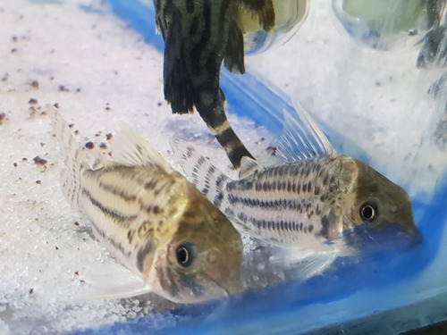 Pez Corydora Agassizii Xl Importada 