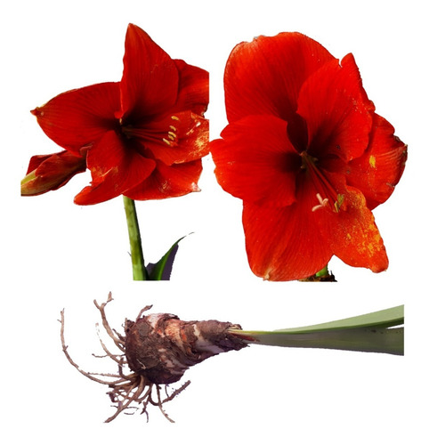 2 Bulbo De Azucena Hippeastrum Amarilis Flor Color Rojo . | Envío gratis