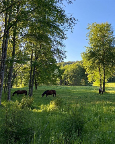 Imagen 7 de 29 de Agrícola 122 Ha. Con Rio Y Bosque Nativo En Venta Collipulli