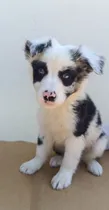 Comprar Perros De Raza Border Collie