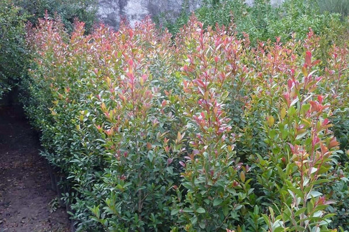 Eugenia Myrtifolia Arbusto Para Cerco E10