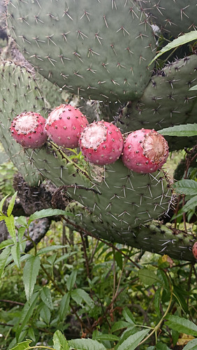 30 Semillas Nopal Tuna Roja, 3 Variedades (10 C/u), Nv