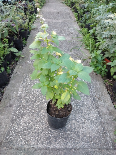 Albahaca Albaca De Todo El Año Planta Aromatica