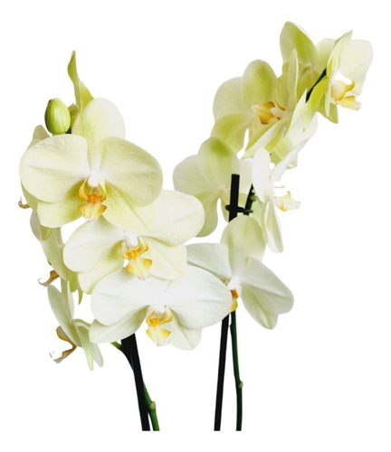 Orquídeas Phalaenopsis, 10 Unidades, 60 Cm 