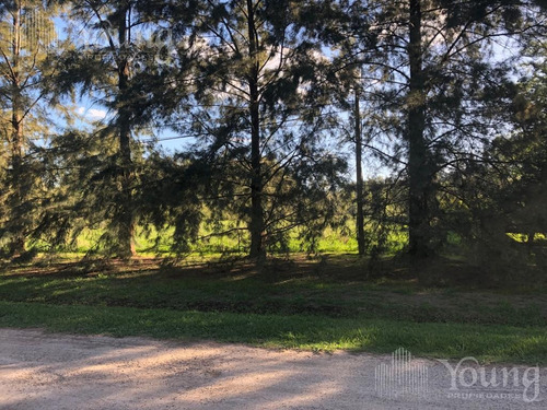 Imagen 16 de 19 de Retazado Terreno Proyecto Aprobado - Campos De Roca L