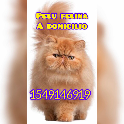 Peluqueria Felina A Domicilio