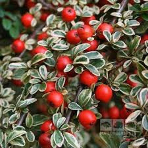 Muda De Piracanta Variegata - Pyracantha - P/ Bonsai