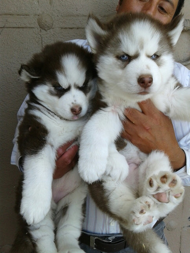 Imagen 2 de 7 de Huskys Siberianos