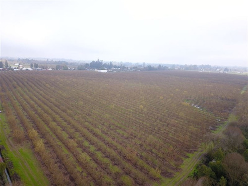 Imagen 10 de 12 de Agrícola En Venta En Pelarco