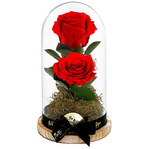 Florería Enamorados Rosa Eterna Cúpula Xl 2 Rosa Preservada 