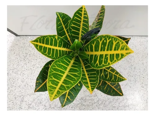 Planta Viva Folha Imperial Variegata Croton