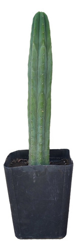 Cactus San Pedro Echinopsis Pachanoi 150 Cms.