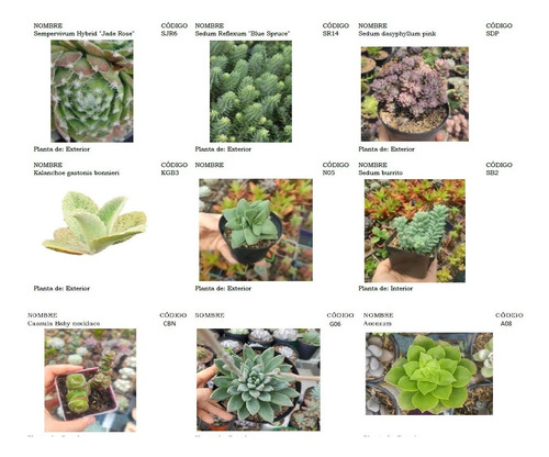 Plantas Suculentas Pequeñas, Un Detalle Vivo.