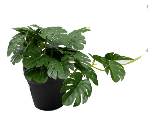 Set 5 Mini Monstera En Maceta De Plástico Negro 19cm