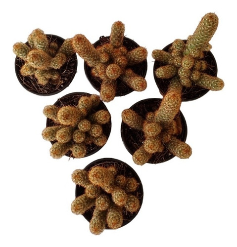 Mammillaria Elongata Set 6 Pzas M4