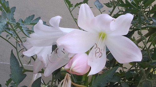 Bulbo De Crinum - Crino