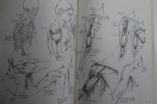 Dibujo Anatómico De La Figura Humana Louise Gordon C201 (Usado)
