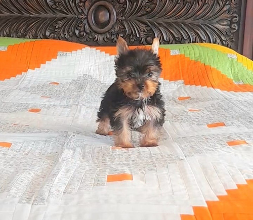 Yorkshire Terrier Yorky Puppy En Cali  Envios Contraentrega