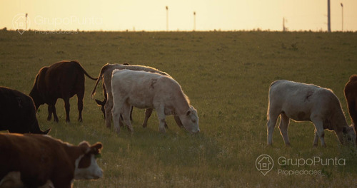 Campo En Arrendamiento - Artigas