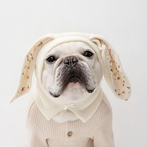 Gorro Cálido Para Gato, Gorro Para Mascota, Disfraz De ,
