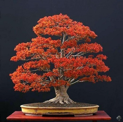 40 Sementes Bonsai Acer Palmatum Vermelho Árvore P/ Mudas