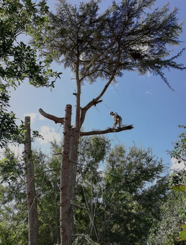 Poda, Tala/extracción De Arboles Y Palmeras Zona Sur -